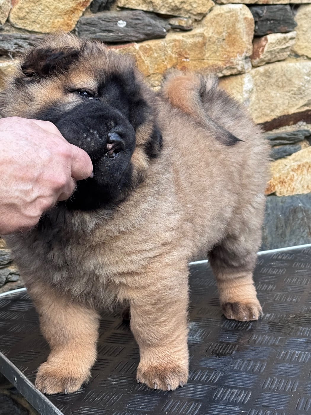 Shuang-Xi Avent De Matin (Avi)