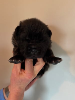 Les chiots de Shar Pei