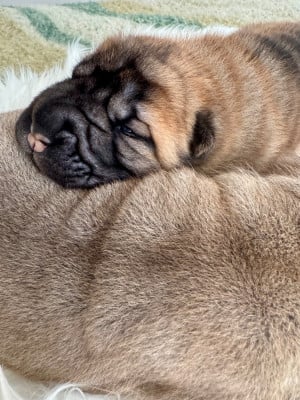 Les chiots de Shar Pei