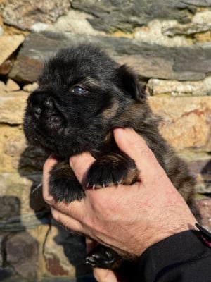 Les chiots de Shar Pei