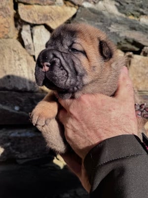 Les chiots de Shar Pei