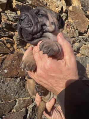 Les chiots de Shar Pei