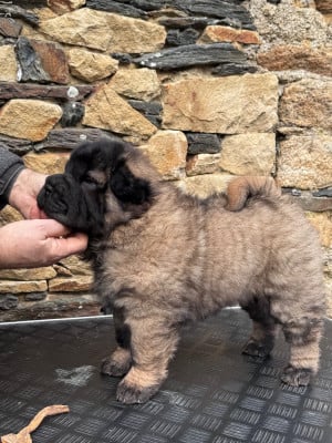 Les chiots de Shar Pei