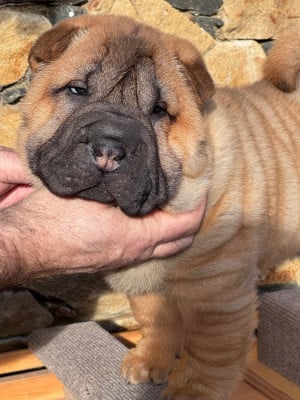 Les chiots de Shar Pei