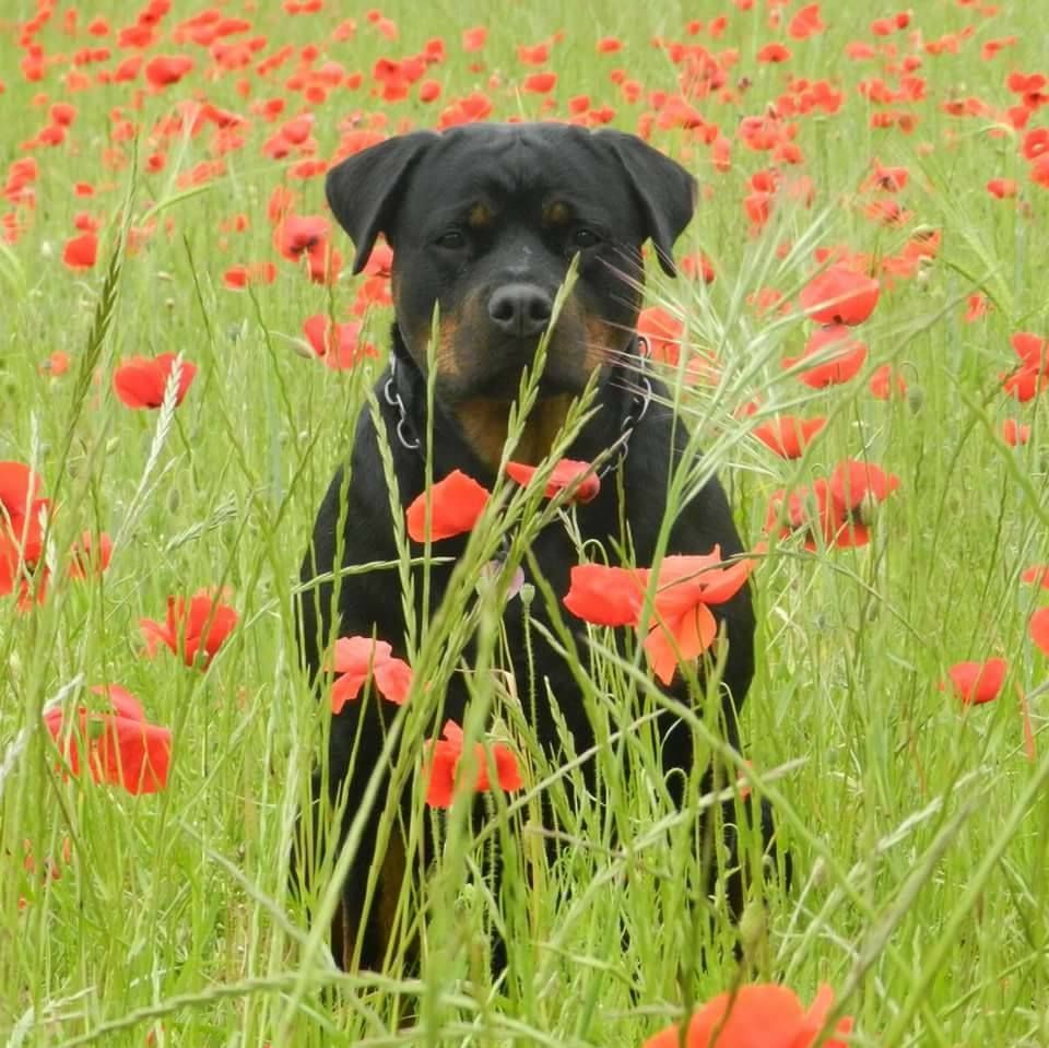 Just me De L'Enclos du Feu Sacré