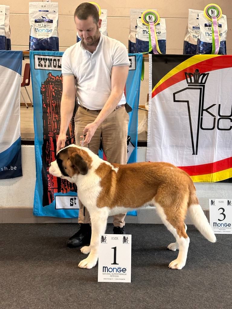 CH. st.zamba's Power of perzeus - Very promising , ? 1