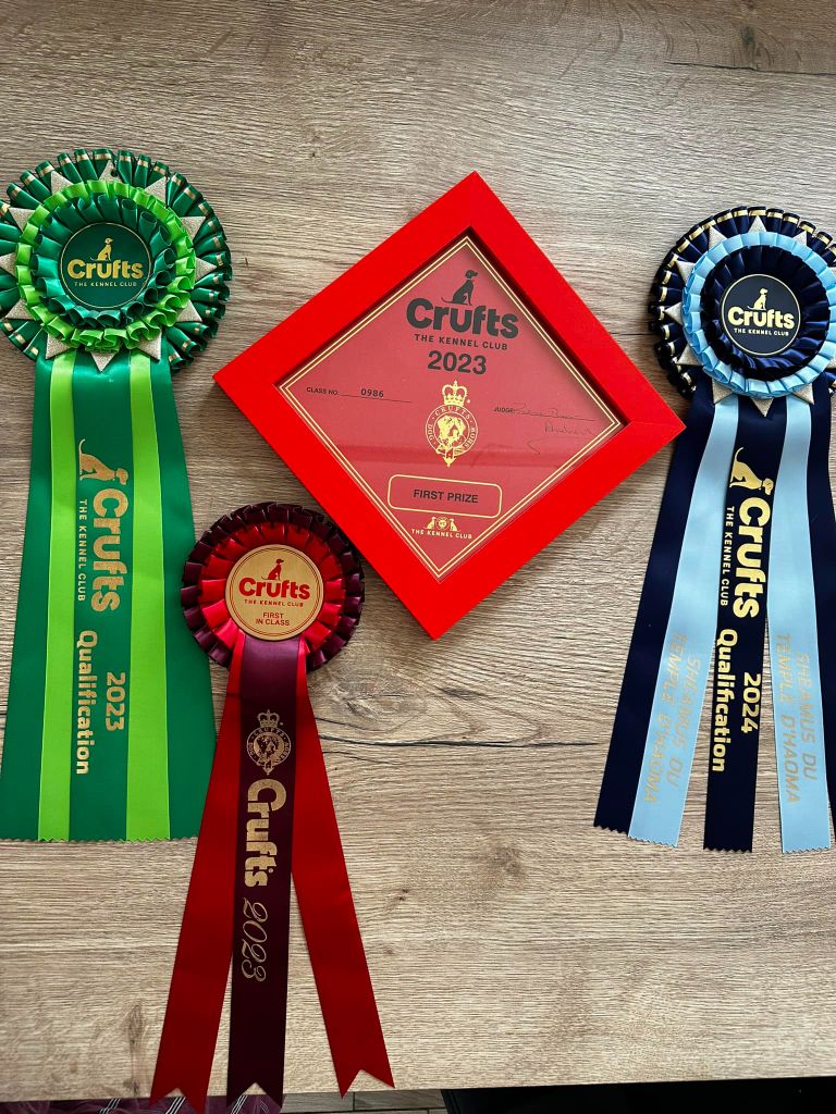 CH. Sheamus du Temple d'Haoma - 1 Excellent Meilleur Jeune