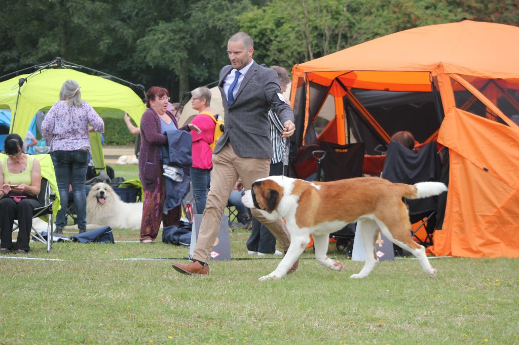 CH. st.zamba's Power of perzeus - 1 Excellent GERMAN JUN. WINNER