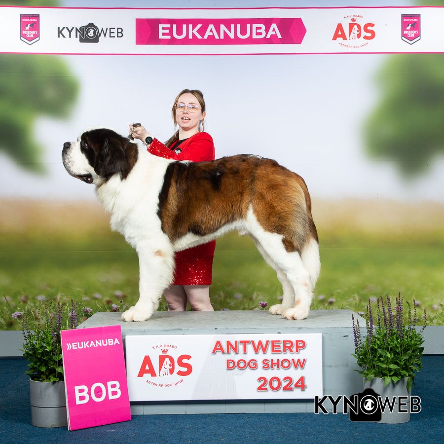 CH. Sheamus du Temple d'Haoma - CAC FCI-CACIB MEILLEUR DE RACE