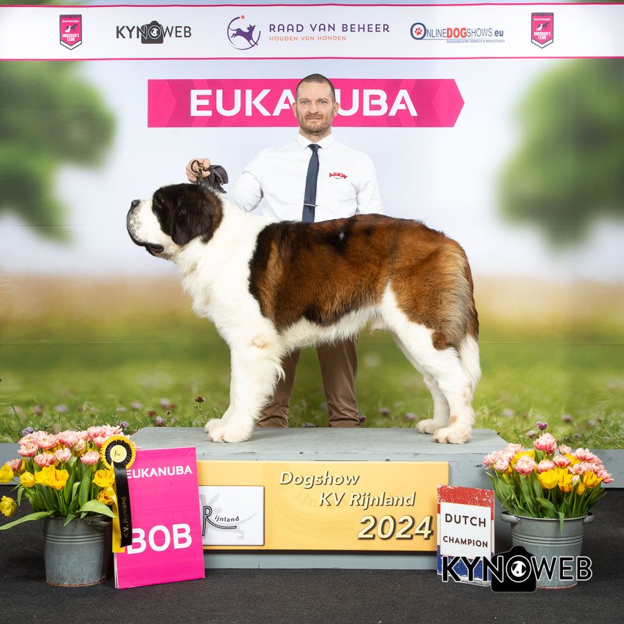 CH. Sheamus du Temple d'Haoma - CAC FCI-CACIB MEILLEUR DE RACE Rijnland Grand Star 2024