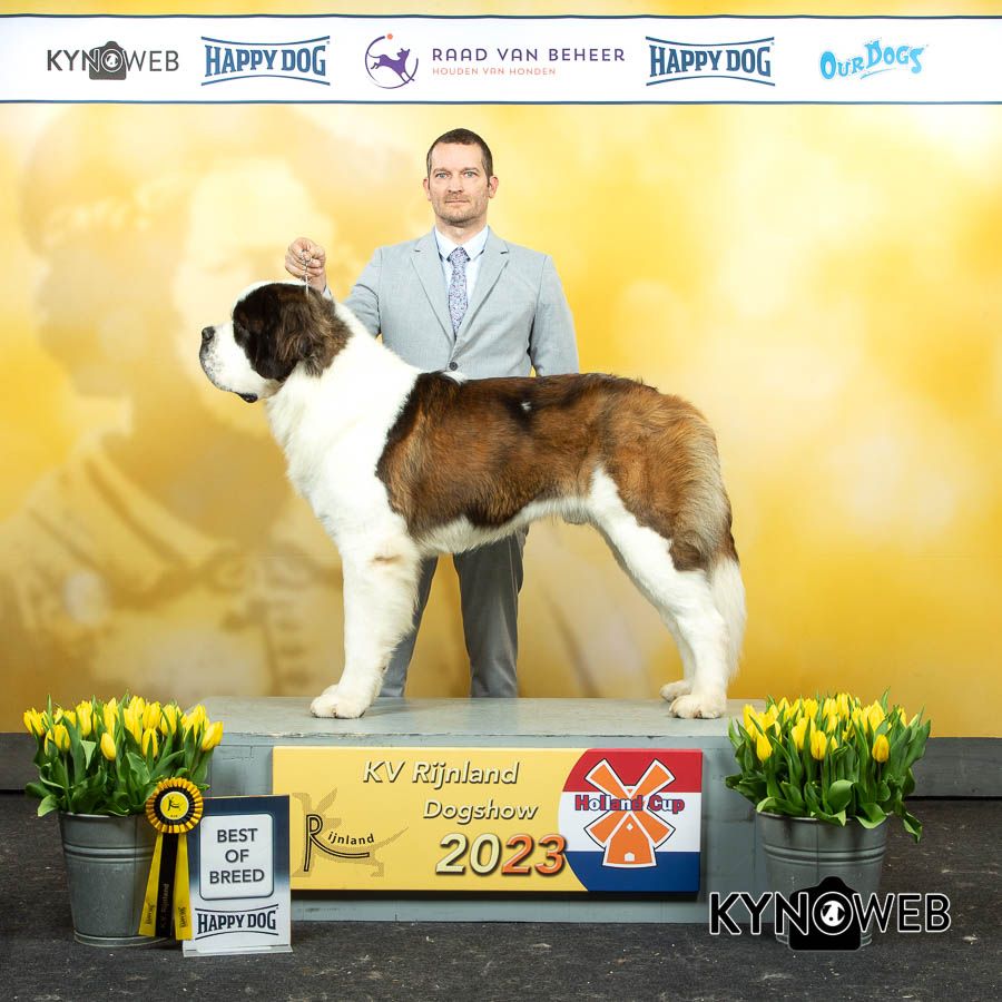 CH. Sheamus du Temple d'Haoma - 1 Excellent CAC + CACIB + BOB + Qualification crufts 2024 Holland cup Winner