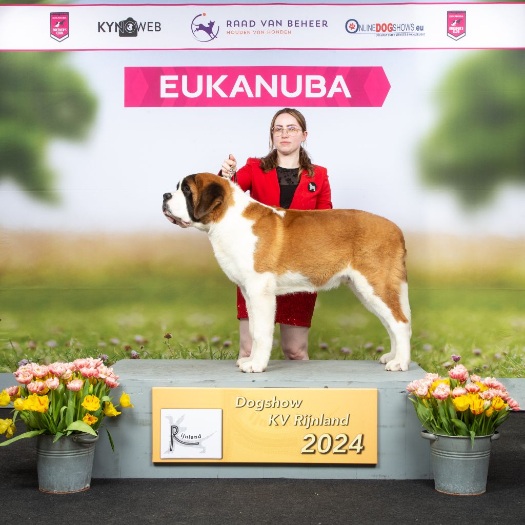 CH. st.zamba's Power of perzeus - Puppy , Very promising , ? 1MEILLEUR Puppy Rijnland Puppy Star 2024