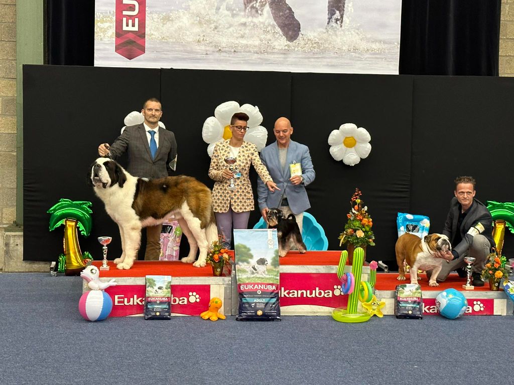 CH. Sheamus du Temple d'Haoma - 1 Excellent CAC + CACIB + BOB 2 BOG