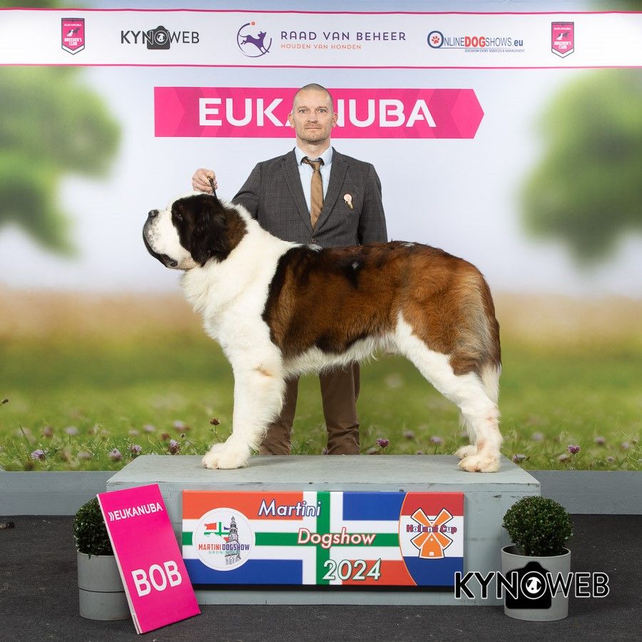 CH. Sheamus du Temple d'Haoma - 1Excellent BOB, CACIB, CAC Holland Cup Winner
