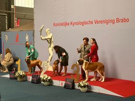 CH. st.zamba's Power of perzeus - Very promising , ? 1MEILLEUR Puppy Best Puppy ? 3