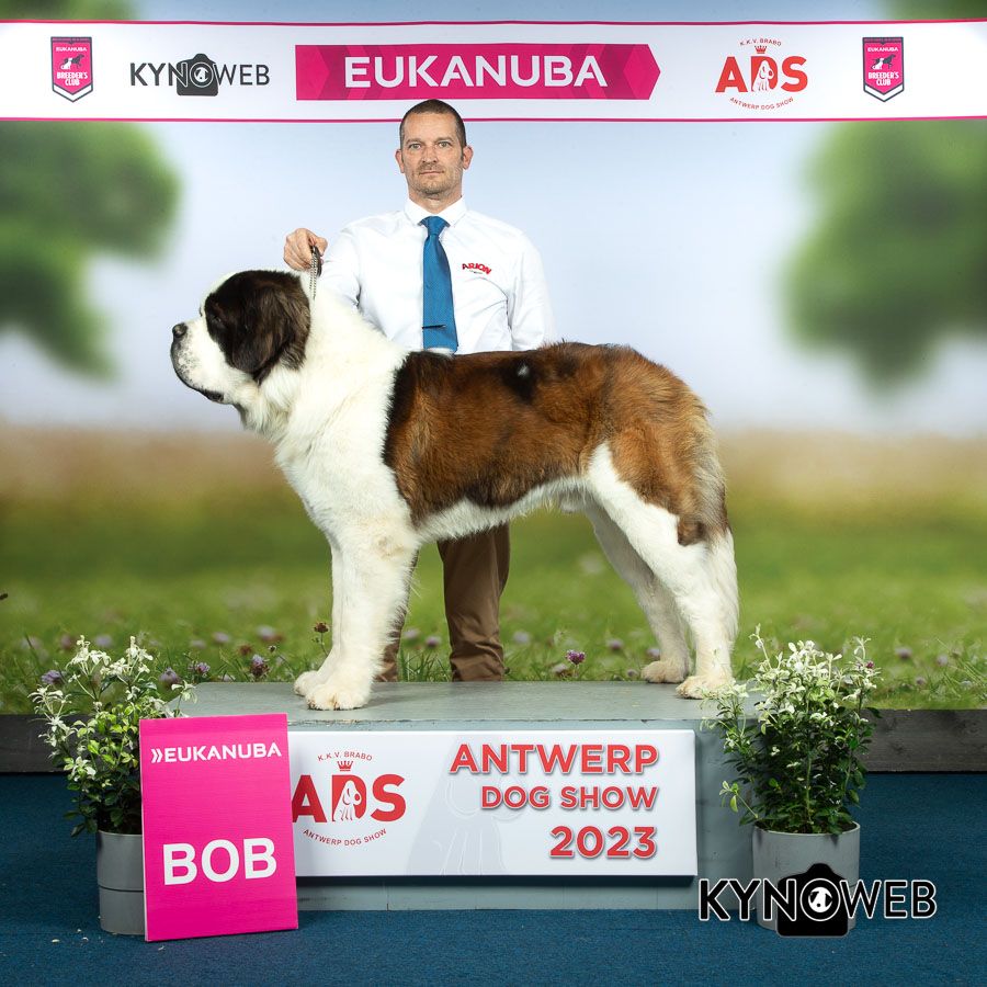 CH. Sheamus du Temple d'Haoma - 1 Excellent CAC CACIB BOB