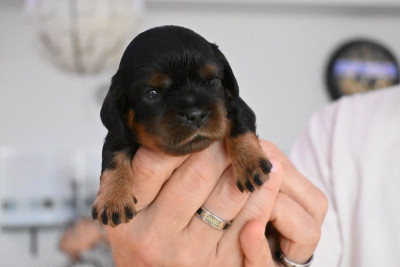 Les chiots de Cavalier King Charles Spaniel