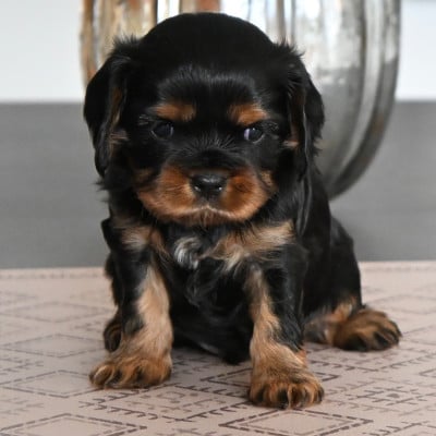 Les chiots de Cavalier King Charles Spaniel