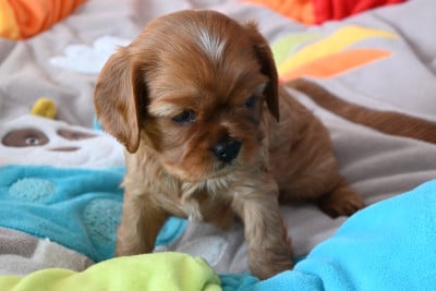 Les chiots de Cavalier King Charles Spaniel