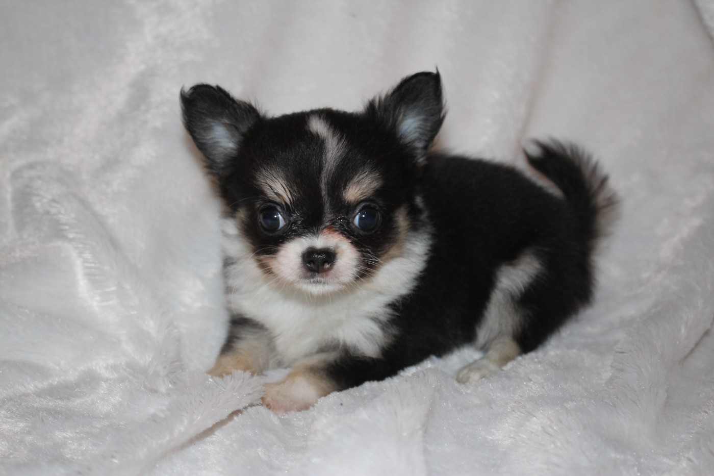 A.. Femelle Tricolore