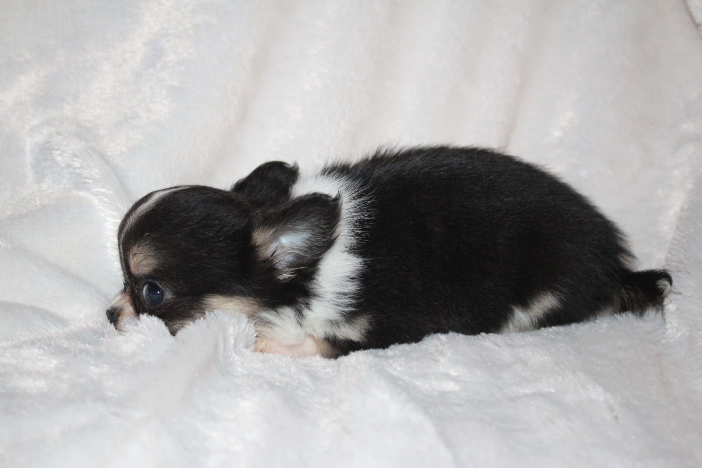 A.. Femelle Tricolore