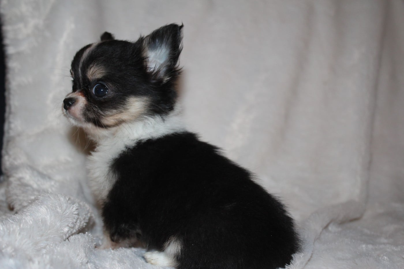 A.. Femelle Tricolore