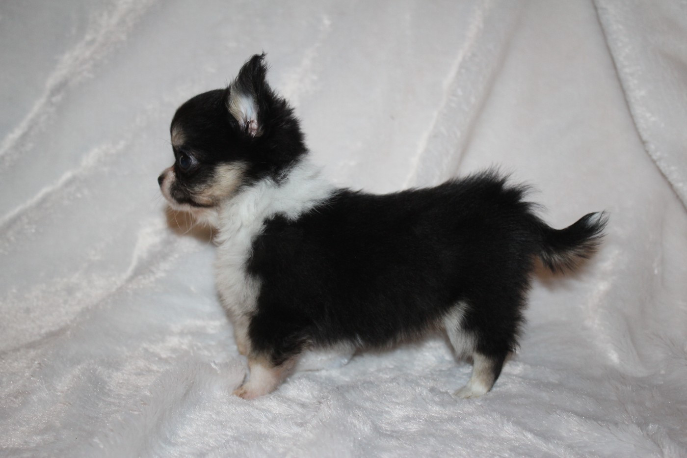 A.. Femelle Tricolore