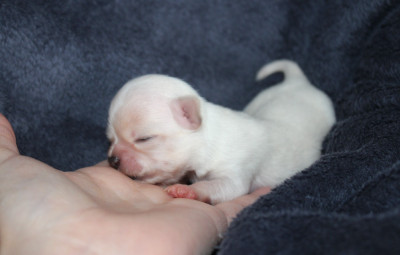 Les chiots de Chihuahua