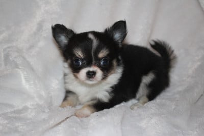 Les chiots de Chihuahua