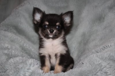 Les chiots de Chihuahua