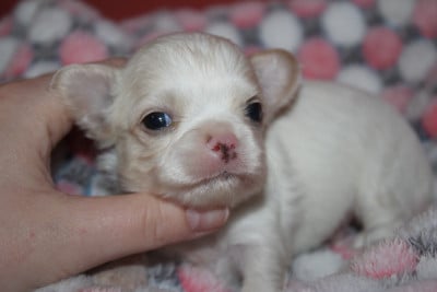 Les chiots de Chihuahua