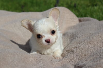 Les chiots de Chihuahua