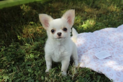 Les chiots de Chihuahua