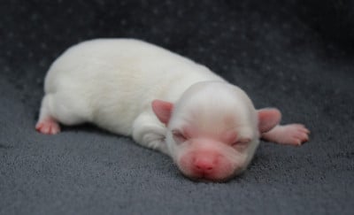 Chiot N°1 - Chihuahua