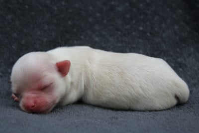 Les chiots de Chihuahua