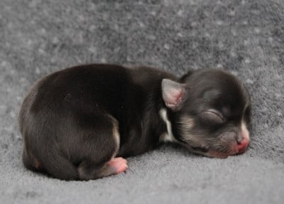 Chiot N°3 - Chihuahua