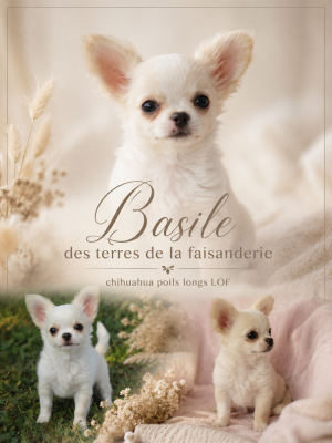 Les chiots de Chihuahua