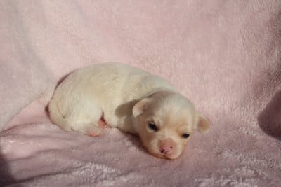 Les chiots de Chihuahua