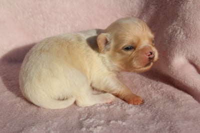 Les chiots de Chihuahua
