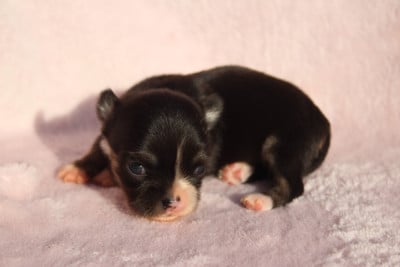 Les chiots de Chihuahua