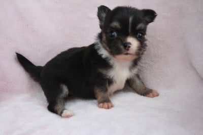 Les chiots de Chihuahua