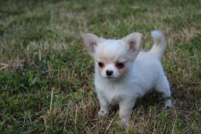 Les chiots de Chihuahua