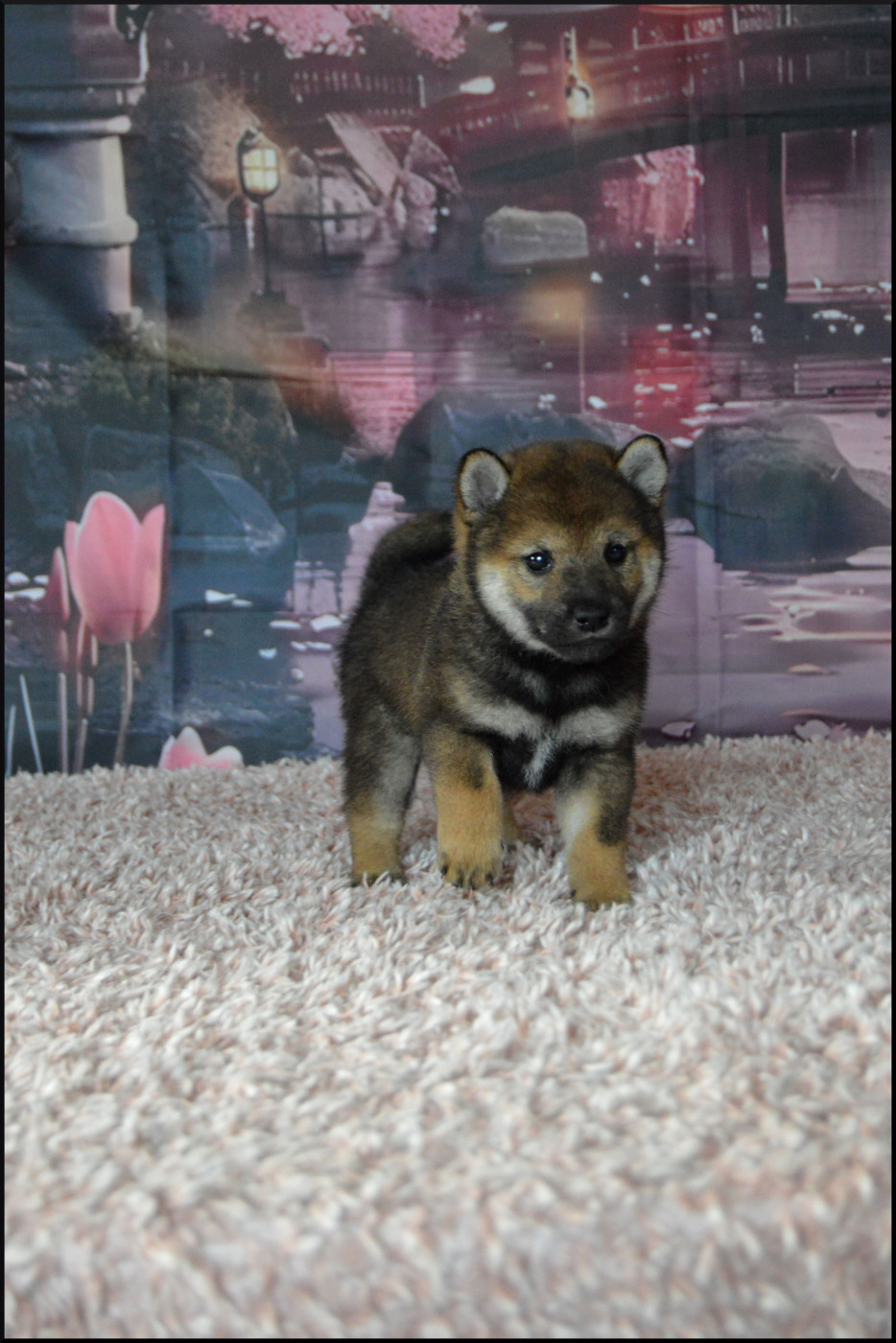 Shiba - Sumidagawasou