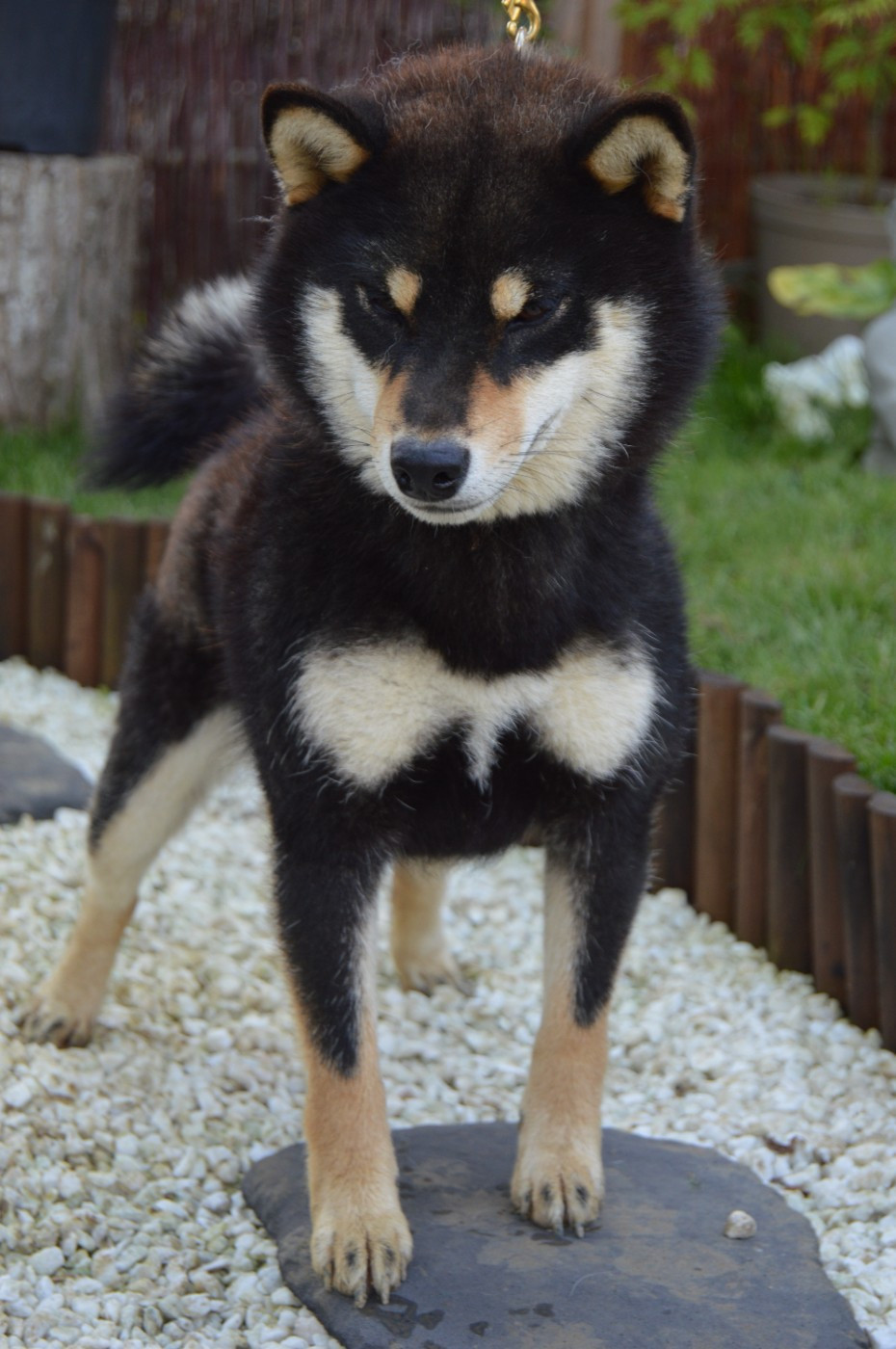 Shiba - Sumidagawasou