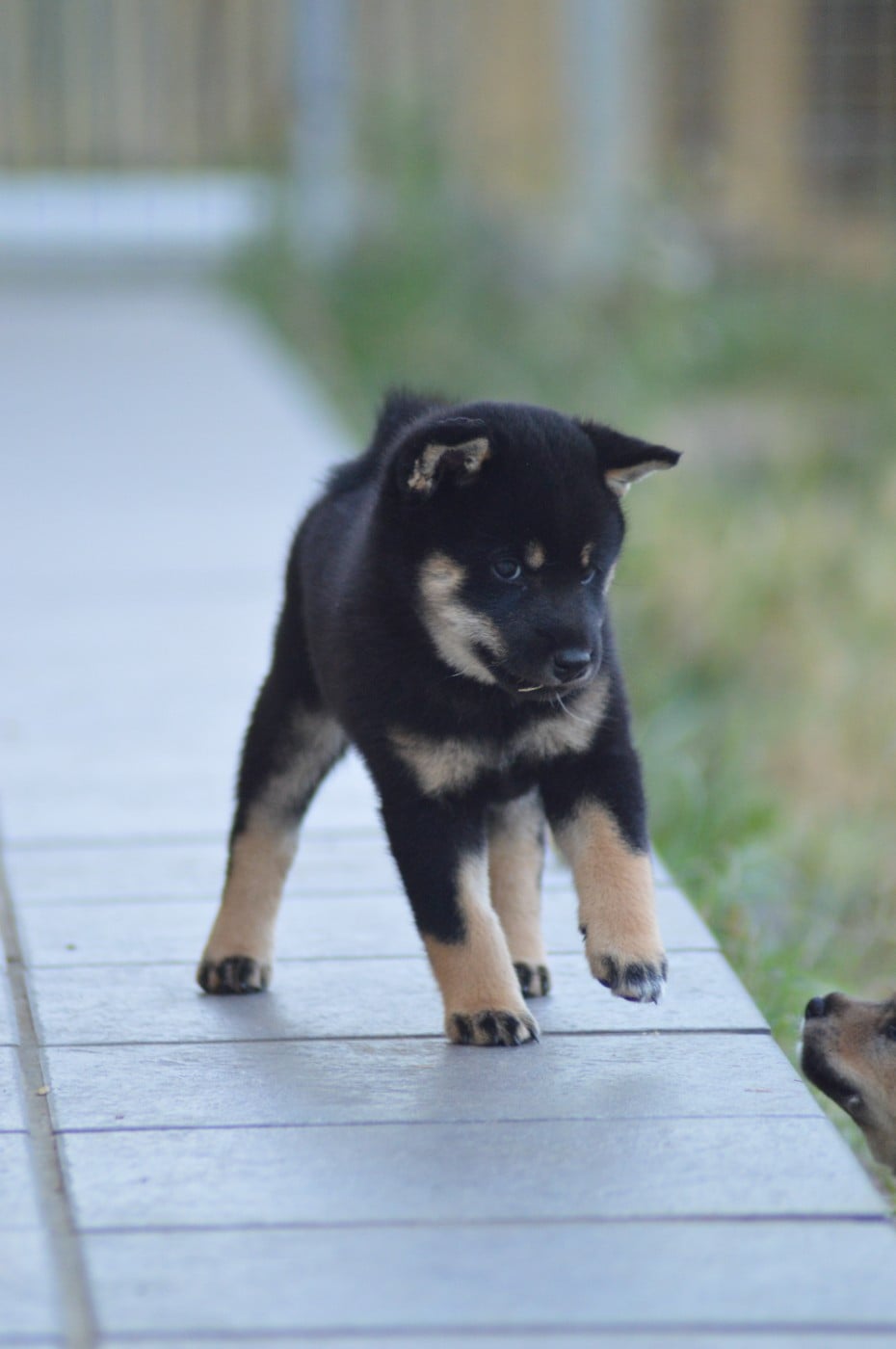 Shiba - Sumidagawasou
