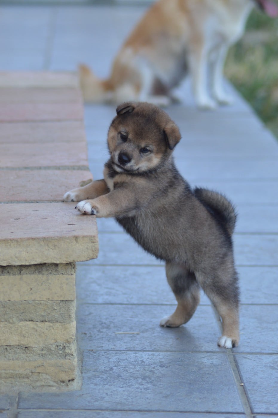 CHIOT 1