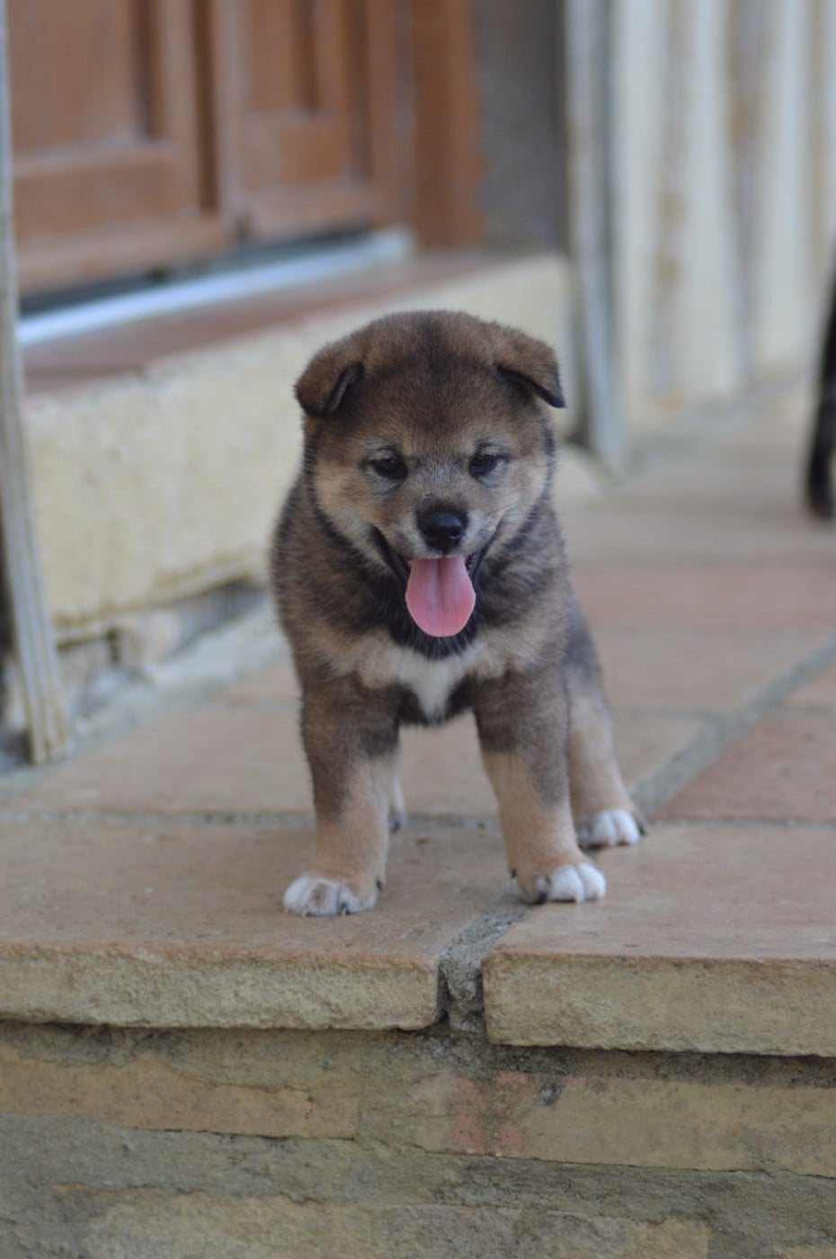 CHIOT 1