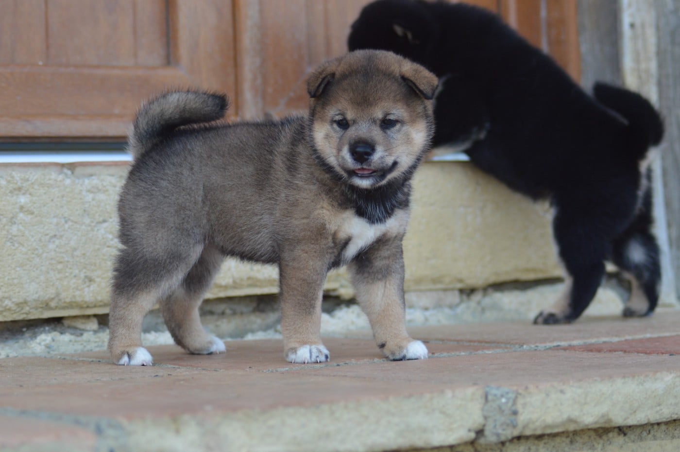 CHIOT 1