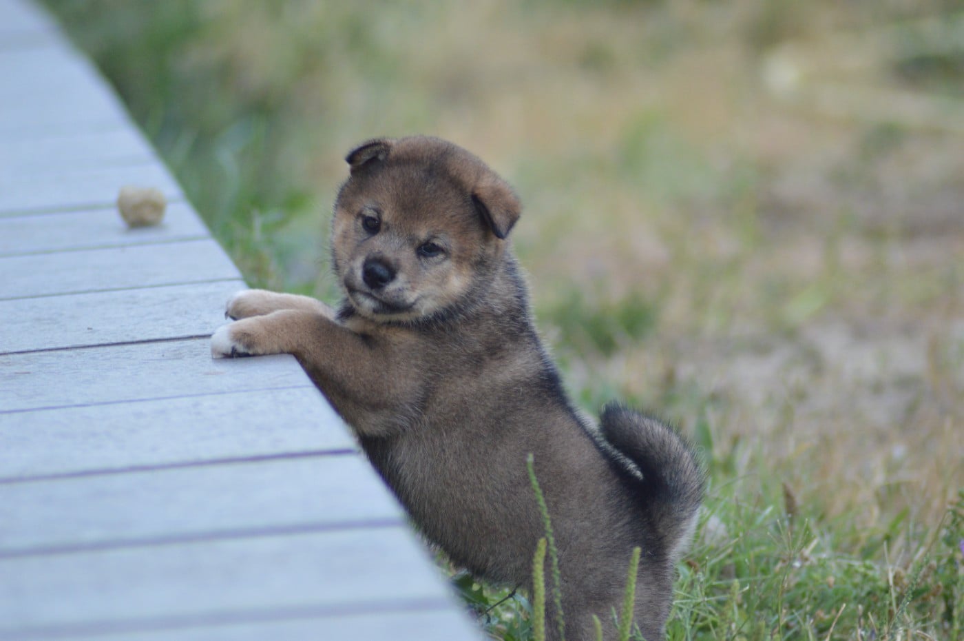 CHIOT 1