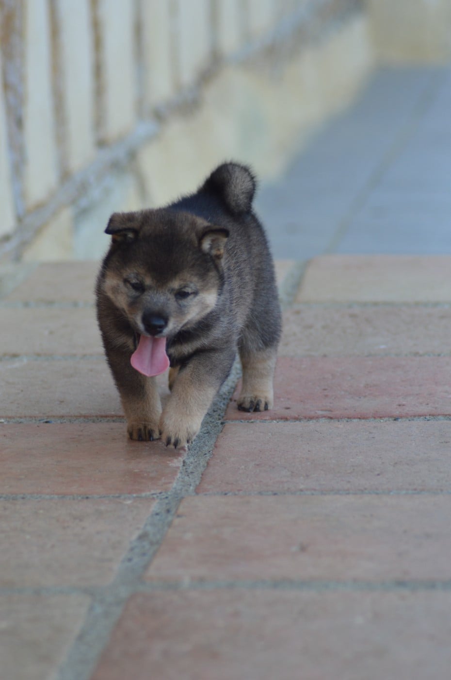 CHIOT 2